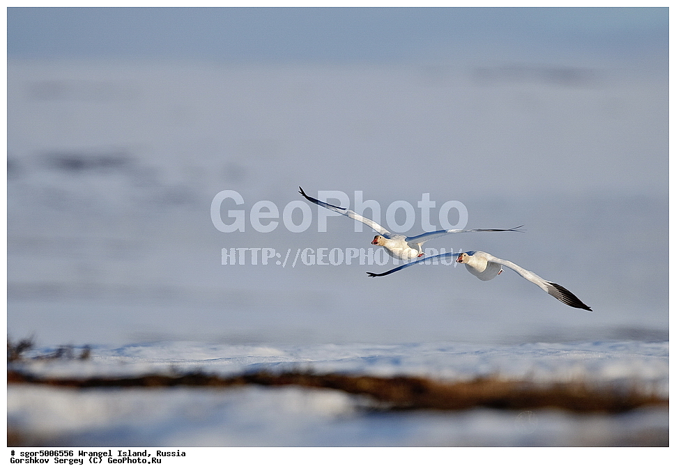  �������, ��������, ���������, �����, ���������, ��������� ���������� �����, ��������� ��, ��������-��������� ����, ��������� ����, �������, ������ ��������, ����������, ��������, ����������, ������, ��������, ��������, �����, �����, ��������, �����������, �����������������, ������������� �����, ������������� �����,, XYZ, ������, Anatidae, ����� ����, Anser caerulescens, Chen caerulescens, ���� ���������