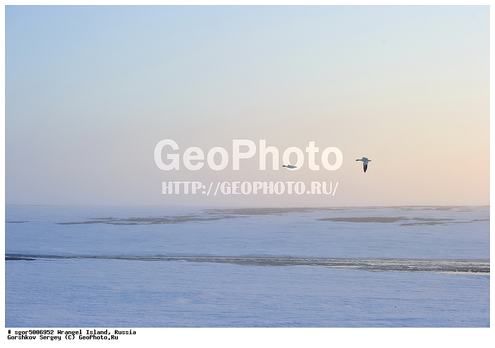  �������, ��������, ���������, �����, ���������, ��������� ���������� �����, ��������� ��, ��������-��������� ����, ��������� ����, �������, ������ ��������, ����������, ��������, ����������, ������, ��������, ��������, �����, �����, ��������, �����������, �����������������, ������������� �����, ������������� �����,, XYZ, ������, Anatidae, ����� ����, Anser caerulescens, Chen caerulescens, ���� ���������