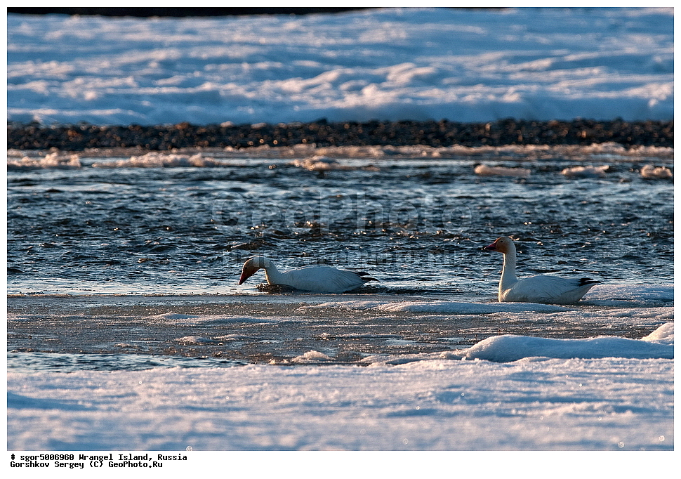  �������, ��������, ���������, �����, ���������, ��������� ���������� �����, ��������� ��, ��������-��������� ����, ��������� ����, �������, ������ ��������, ����������, ��������, ����������, ������, ��������, ��������, �����, �����, ��������, �����������, �����������������, ������������� �����, ������������� �����,, XYZ, ������, Anatidae, ����� ����, Anser caerulescens, Chen caerulescens, ���� ���������