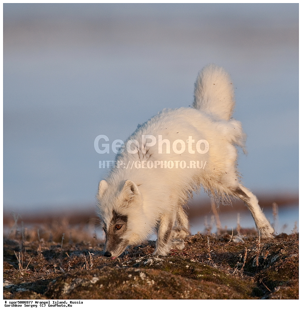 �������, ��������, ���������, �����, ���������, ��������� ���������� �����, ��������� ��, ��������-��������� ����, ��������� ����, �������, ������ ��������, ����������, ��������, ����������, ������, ��������, ��������, �������, ������, �������������, �������������, �����, �����, ������, �������, ������, Canidae, �����, �������� ������, Alopex Lagopus, Vulpes lagopus, ��������, ������, XYZ, ����������� ����