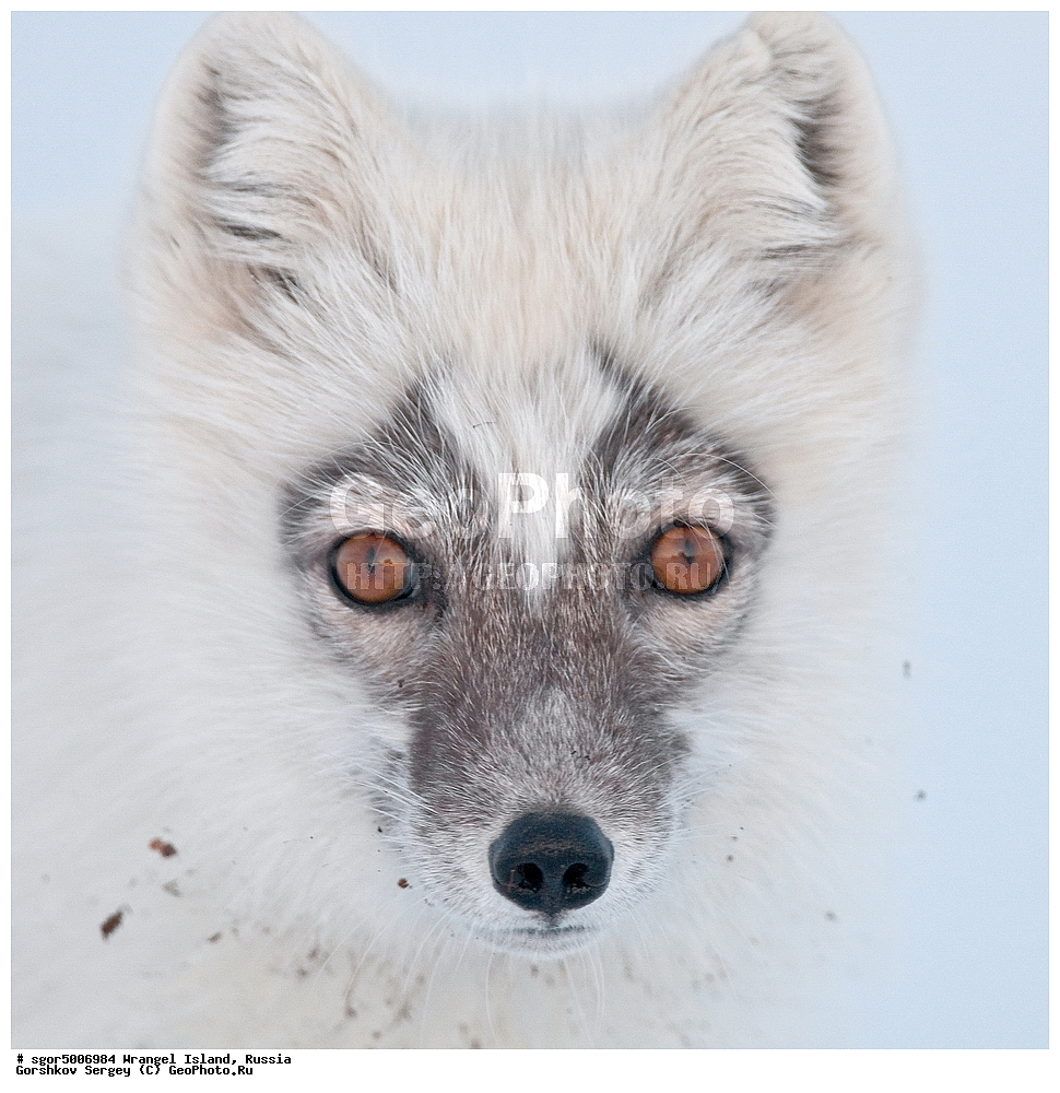 �������, ��������, ���������, �����, ���������, ��������� ���������� �����, ��������� ��, ��������-��������� ����, ��������� ����, �������, ������ ��������, ����������, ��������, ����������, ������, ��������, ��������, �������, ������, �������������, �������������, �����, �����, ������, �������, ������, Canidae, �����, �������� ������, Alopex Lagopus, Vulpes lagopus, ��������, ������, XYZ, ����������� ����