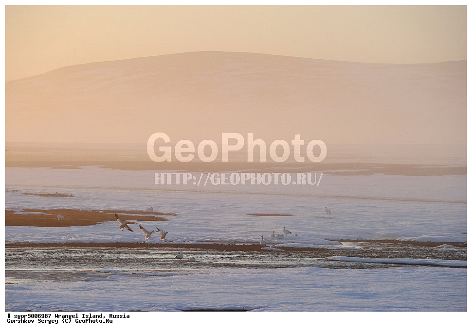  �������, ��������, ���������, �����, ���������, ��������� ���������� �����, ��������� ��, ��������-��������� ����, ��������� ����, �������, ������ ��������, ����������, ��������, ����������, ������, ��������, ��������, �����, �����, ��������, �����������, �����������������, ������������� �����, ������������� �����,, XYZ, ������, Anatidae, ����� ����, Anser caerulescens, Chen caerulescens, ���� ���������