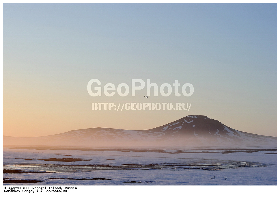  �������, ��������, ���������, �����, ���������, ��������� ���������� �����, ��������� ��, ��������-��������� ����, ��������� ����, �������, ������ ��������, ����������, ��������, ����������, ������, ��������, ��������, �����, �����, ��������, �����������, �����������������, ������������� �����, ������������� �����,, XYZ, ������, Anatidae, ����� ����, Anser caerulescens, Chen caerulescens, ���� ���������