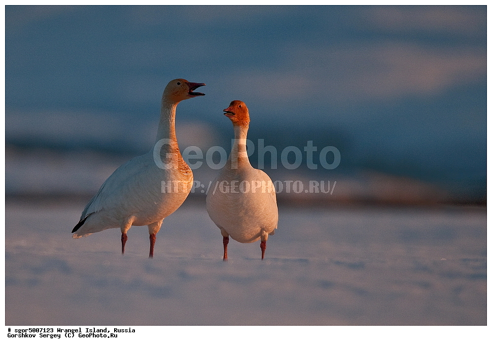  �������, ��������, ���������, �����, ���������, ��������� ���������� �����, ��������� ��, ��������-��������� ����, ��������� ����, �������, ������ ��������, ����������, ��������, ����������, ������, ��������, ��������, �����, �����, ��������, �����������, �����������������, ������������� �����, ������������� �����,, XYZ, ������, Anatidae, ����� ����, Anser caerulescens, Chen caerulescens, ���� ���������