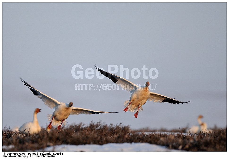 �������, ��������, ���������, �����, ���������, ��������� ���������� �����, ��������� ��, ��������-��������� ����, ��������� ����, �������, ������ ��������, ����������, ��������, ����������, ������, ��������, ��������, �����, �����, ��������, �����������, �����������������, ������������� �����, ������������� �����,, XYZ, ������, Anatidae, ����� ����, Anser caerulescens, Chen caerulescens