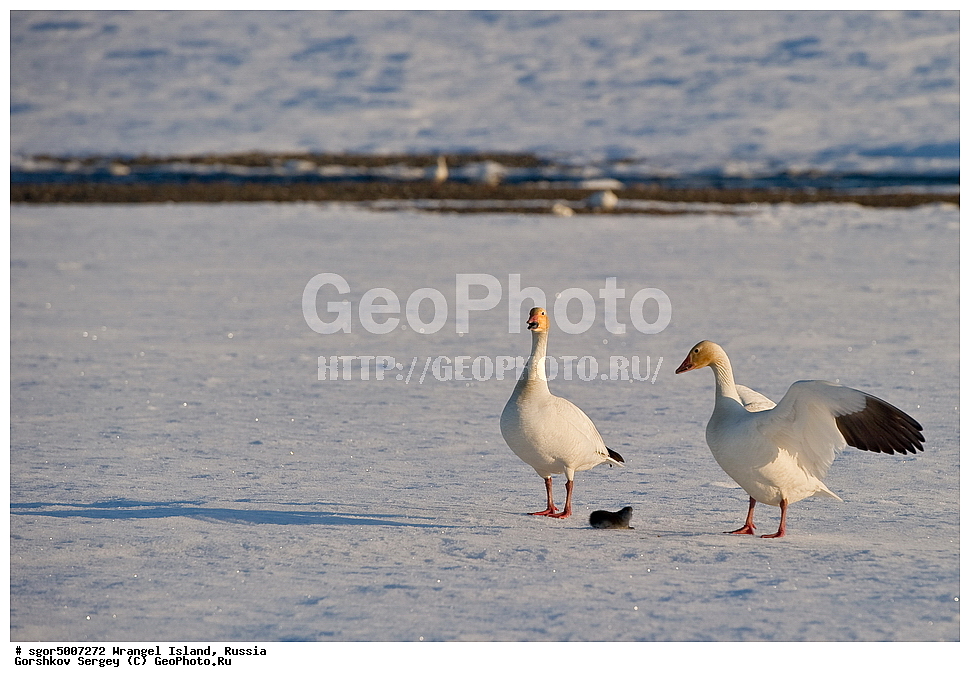 �������, ��������, ���������, �����, ���������, ��������� ���������� �����, ��������� ��, ��������-��������� ����, ��������� ����, �������, ������ ��������, ����������, ��������, ����������, ������, ��������, ��������, �������������, �������������, �����, �����, �������, XYZ, ���������, Cricetidae, ������� ��������, ��������� ������� ��������, Lemmus sibiricus portenkoi, ��������� �������, Lemmus sibiricus, ������, Anatidae, ����� ����, Anser caerulescens, Chen caerulescens, ������ �������