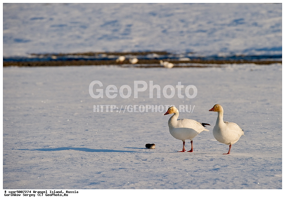 �������, ��������, ���������, �����, ���������, ��������� ���������� �����, ��������� ��, ��������-��������� ����, ��������� ����, �������, ������ ��������, ����������, ��������, ����������, ������, ��������, ��������, �������������, �������������, �����, �����, �������, XYZ, ���������, Cricetidae, ������� ��������, ��������� ������� ��������, Lemmus sibiricus portenkoi, ��������� �������, Lemmus sibiricus, ������, Anatidae, ����� ����, Anser caerulescens, Chen caerulescens, ������ �������