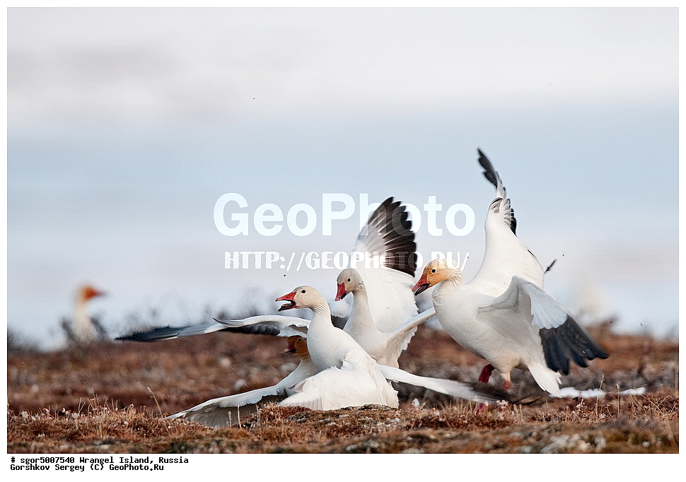  �������, ��������, ���������, �����, ���������, ��������� ���������� �����, ��������� ��, ��������-��������� ����, ��������� ����, �������, ������ ��������, ����������, ��������, ����������, ������, ��������, ��������, �����, �����, ��������, �����������, �����������������, ������������� �����, ������������� �����,, XYZ, ������, Anatidae, ����� ����, Anser caerulescens, Chen caerulescens, ���� ���������