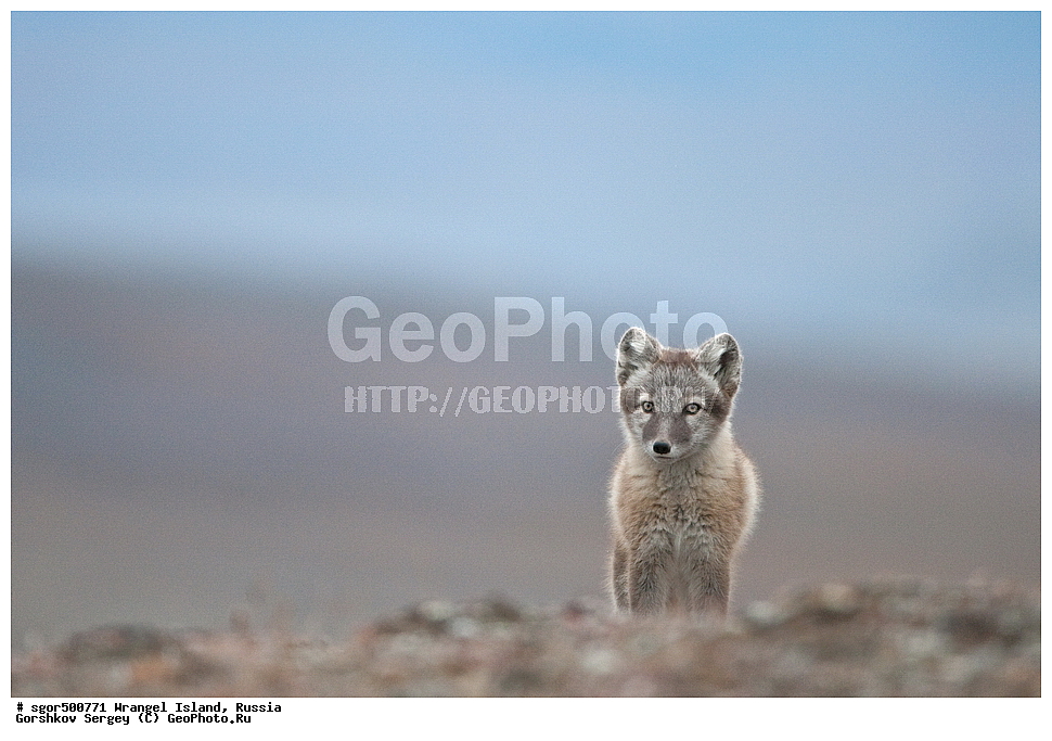 �������, ��������, ���������, �����, ���������, ��������� ���������� �����, ��������� ��, ��������-��������� ����, ��������� ����, �������, ������ ��������, ����������, ��������, ����������, ������, ��������, ��������, �������, ������, �������������, �������������, �����, �����, ������, �������, ������, Canidae, �����, �������� ������, Alopex Lagopus, Vulpes lagopus, �����, �����, �������, ����, �������, ���� �����������, XYZ, ����������� ����