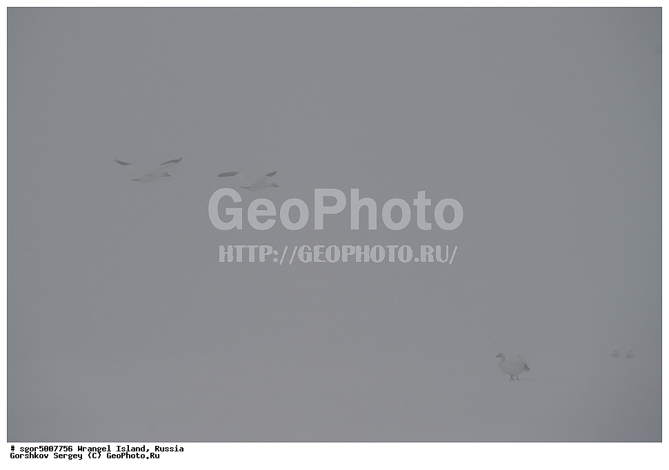  �������, ��������, ���������, �����, ���������, ��������� ���������� �����, ��������� ��, ��������-��������� ����, ��������� ����, �������, ������ ��������, ����������, ��������, ����������, ������, ��������, ��������, �����, �����, ��������, �����������, �����������������, ������������� �����, ������������� �����,, XYZ, ������, Anatidae, ����� ����, Anser caerulescens, Chen caerulescens, ���� ���������