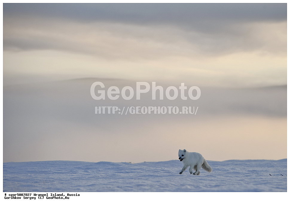 �������, ��������, ���������, �����, ���������, ��������� ���������� �����, ��������� ��, ��������-��������� ����, ��������� ����, �������, ������ ��������, ����������, ��������, ����������, ������, ��������, ��������, �������, ������, �������������, �������������, �����, �����, ������, �������, ������, Canidae, �����, �������� ������, Alopex Lagopus, Vulpes lagopus, ��������, ������, XYZ, ����������� ����