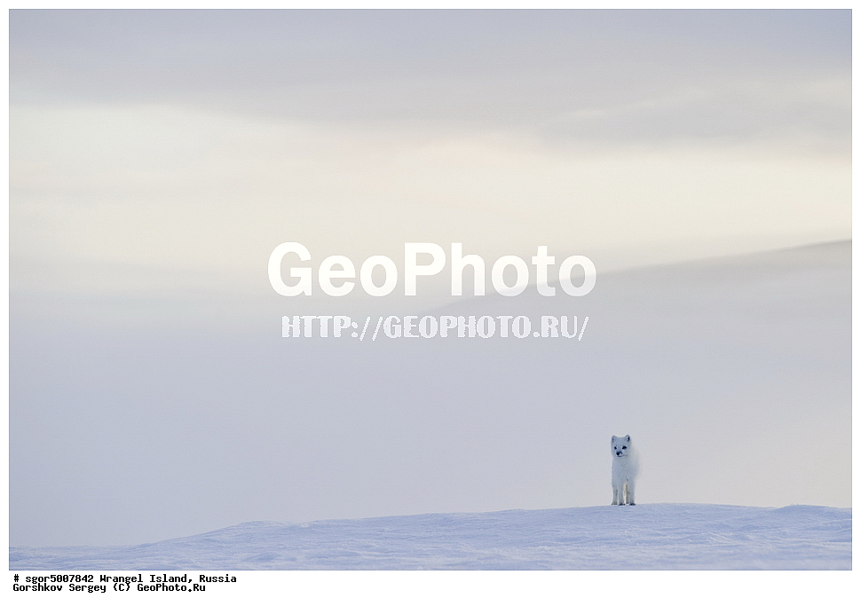 �������, ��������, ���������, �����, ���������, ��������� ���������� �����, ��������� ��, ��������-��������� ����, ��������� ����, �������, ������ ��������, ����������, ��������, ����������, ������, ��������, ��������, �������, ������, �������������, �������������, �����, �����, ������, �������, ������, Canidae, �����, �������� ������, Alopex Lagopus, Vulpes lagopus, ��������, ������, XYZ, ����������� ����