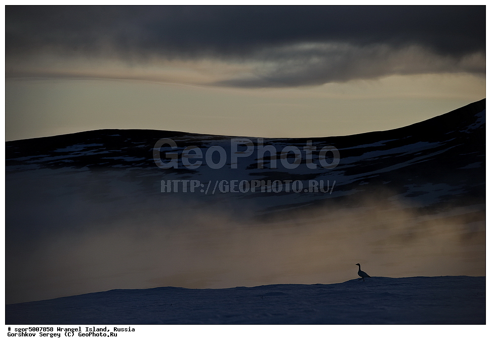  �������, ��������, ���������, �����, ���������, ��������� ���������� �����, ��������� ��, ��������-��������� ����, ��������� ����, �������, ������ ��������, ����������, ��������, ����������, ������, ��������, ��������, �����, �����, ��������, �����������, �����������������, ������������� �����, ������������� �����,, XYZ, ������, Anatidae, ����� ����, Anser caerulescens, Chen caerulescens, ���� ���������