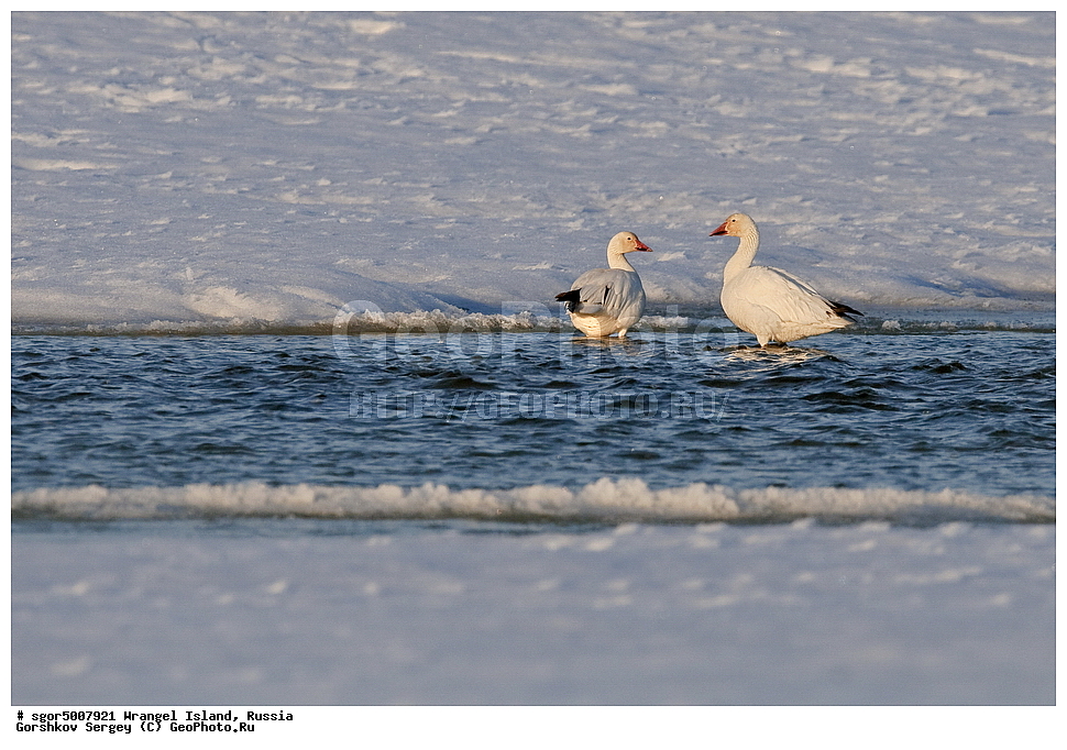  �������, ��������, ���������, �����, ���������, ��������� ���������� �����, ��������� ��, ��������-��������� ����, ��������� ����, �������, ������ ��������, ����������, ��������, ����������, ������, ��������, ��������, �����, �����, ��������, �����������, �����������������, ������������� �����, ������������� �����,, XYZ, ������, Anatidae, ����� ����, Anser caerulescens, Chen caerulescens, ���� ���������