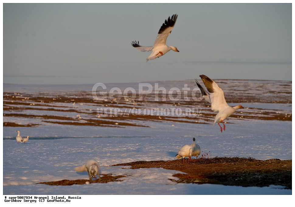 �������, ��������, ���������, �����, ���������, ��������� ���������� �����, ��������� ��, ��������-��������� ����, ��������� ����, �������, ������ ��������, ����������, ��������, ����������, ������, ��������, ��������, �����, �����, ��������, �����������, �����������������, ������������� �����, ������������� �����, XYZ, ������, Anatidae, ����� ����, Anser caerulescens, Chen caerulescens, �������, ������, �������������, �������������, �����, �����, ������, �������, ������, Canidae, �����, �������� ������, Alopex Lagopus, Vulpes lagopus, XYZ, ����������� ����