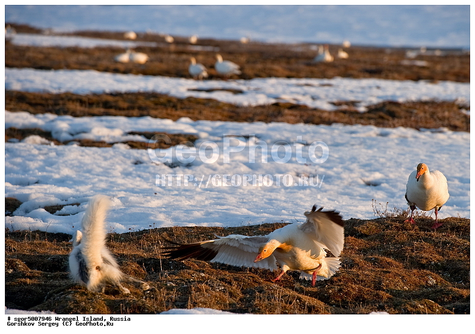 �������, ��������, ���������, �����, ���������, ��������� ���������� �����, ��������� ��, ��������-��������� ����, ��������� ����, �������, ������ ��������, ����������, ��������, ����������, ������, ��������, ��������, �����, �����, ��������, �����������, �����������������, ������������� �����, ������������� �����, XYZ, ������, Anatidae, ����� ����, Anser caerulescens, Chen caerulescens, �������, ������, �������������, �������������, �����, �����, ������, �������, ������, Canidae, �����, �������� ������, Alopex Lagopus, Vulpes lagopus, XYZ, ����������� ����