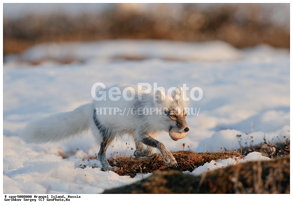 �������, ��������, ���������, �����, ���������, ��������� ���������� �����, ��������� ��, ��������-��������� ����, ��������� ����, �������, ������ ��������, ����������, ��������, ����������, ������, ��������, ��������, �����, �����, ��������, �����������, �����������������, ������������� �����, ������������� �����, XYZ, ������, Anatidae, ����� ����, Anser caerulescens, Chen caerulescens, �������, ������, �������������, �������������, �����, �����, ������, �������, ������, Canidae, �����, �������� ������, Alopex Lagopus, Vulpes lagopus, XYZ, ����������� ����