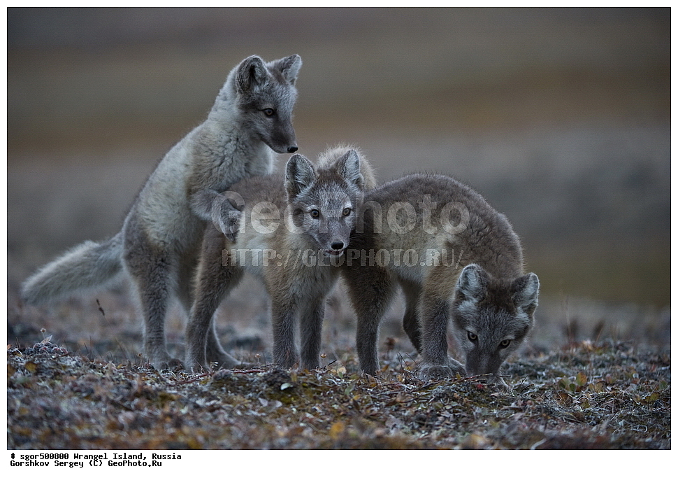 �������, ��������, ���������, �����, ���������, ��������� ���������� �����, ��������� ��, ��������-��������� ����, ��������� ����, �������, ������ ��������, ����������, ��������, ����������, ������, ��������, ��������, �������, ������, �������������, �������������, �����, �����, ������, �������, ������, Canidae, �����, �������� ������, Alopex Lagopus, Vulpes lagopus, �����, �����, �������, ����, �������, ���� �����������, XYZ, ����������� ����