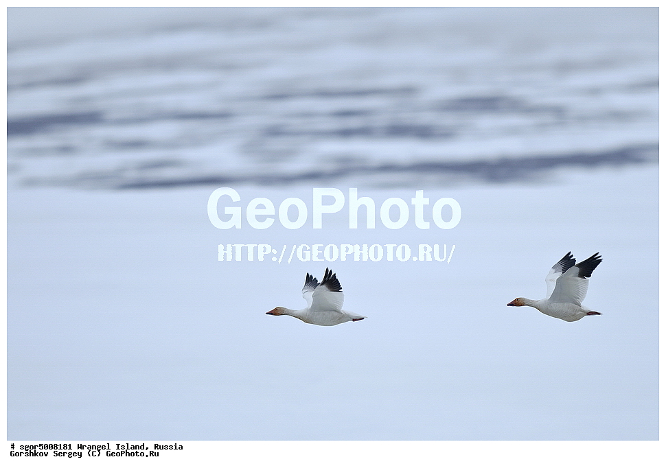 �������, ��������, ���������, �����, ���������, ��������� ���������� �����, ��������� ��, ��������-��������� ����, ��������� ����, �������, ������ ��������, ����������, ��������, ����������, ������, ��������, ��������, �����, �����, ��������, �����������, �����������������, ������������� �����, ������������� �����,, XYZ, ������, Anatidae, ����� ����, Anser caerulescens, Chen caerulescens