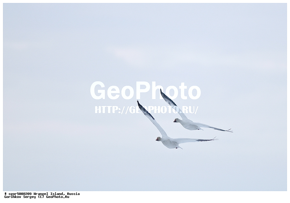 �������, ��������, ���������, �����, ���������, ��������� ���������� �����, ��������� ��, ��������-��������� ����, ��������� ����, �������, ������ ��������, ����������, ��������, ����������, ������, ��������, ��������, �����, �����, ��������, �����������, �����������������, ������������� �����, ������������� �����,, XYZ, ������, Anatidae, ����� ����, Anser caerulescens, Chen caerulescens