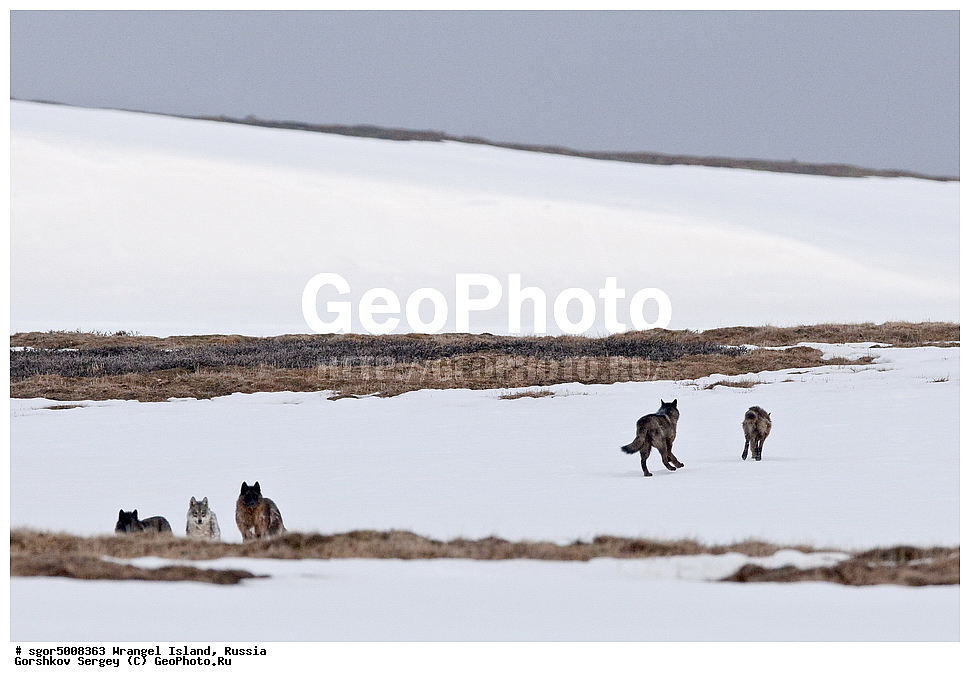  �������, ��������, ���������, �����, ���������, ��������� ���������� �����, ��������� ��, ��������-��������� ����, ��������� ����, �������, ������ ��������, ����������, ��������, ����������, ������, ��������, ��������, �������������, �������������, �����, �����, �������, ������, XYZ, ������, �������, ������, Canidae, ����, ����� ����, ������������ ����, Canis lupus, ������, Anatidae, ����� ����, Anser caerulescens, Chen caerulescens, �������, �����, �����, ��������, �����������, �����������������, ������������� �����, ������������� �����