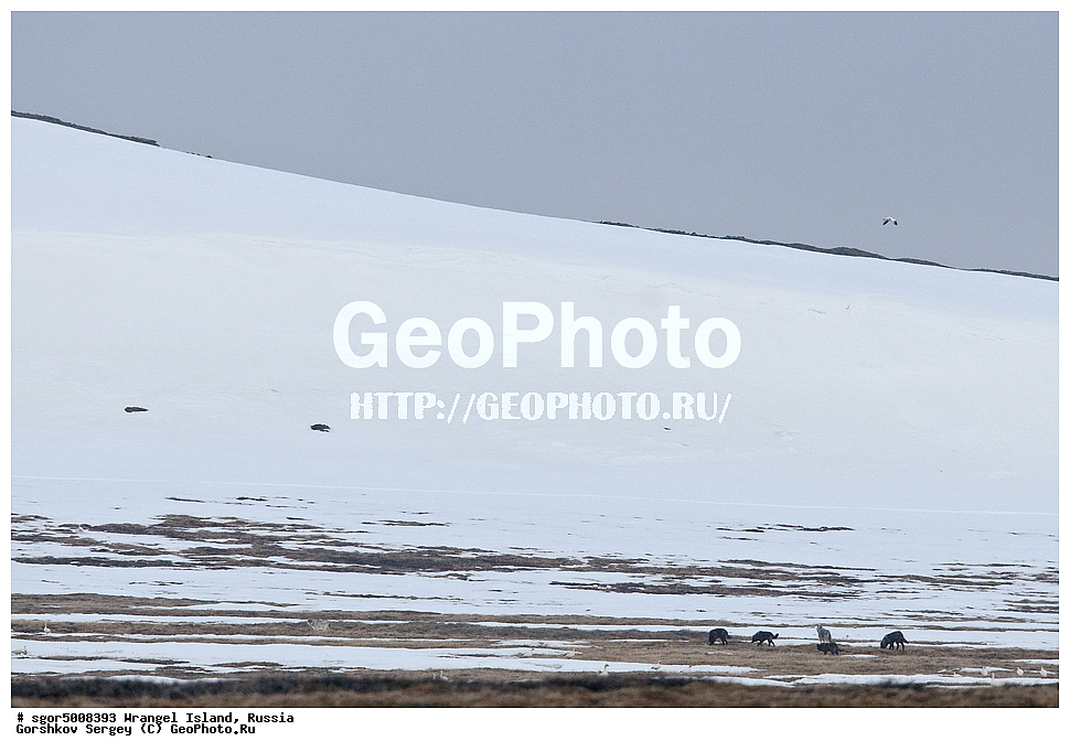  �������, ��������, ���������, �����, ���������, ��������� ���������� �����, ��������� ��, ��������-��������� ����, ��������� ����, �������, ������ ��������, ����������, ��������, ����������, ������, ��������, ��������, �������������, �������������, �����, �����, �������, ������, XYZ, ������, �������, ������, Canidae, ����, ����� ����, ������������ ����, Canis lupus, ������, Anatidae, ����� ����, Anser caerulescens, Chen caerulescens, �������, �����, �����, ��������, �����������, �����������������, ������������� �����, ������������� �����