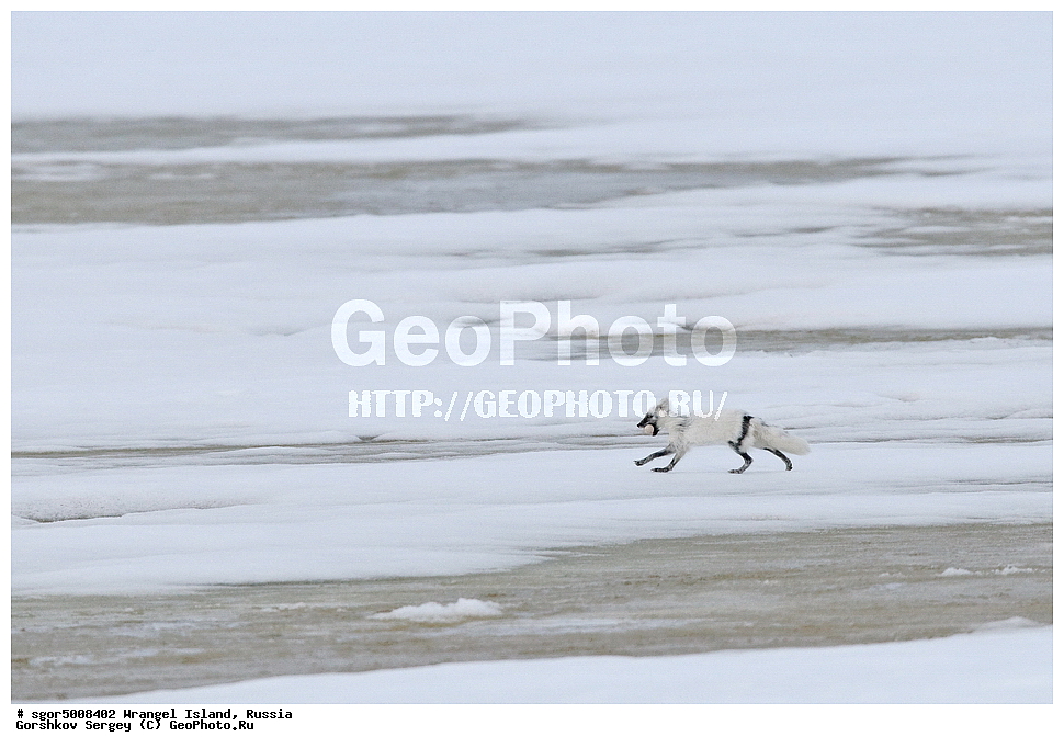 �������, ��������, ���������, �����, ���������, ��������� ���������� �����, ��������� ��, ��������-��������� ����, ��������� ����, �������, ������ ��������, ����������, ��������, ����������, ������, ��������, ��������, �����, �����, ��������, �����������, �����������������, ������������� �����, ������������� �����, XYZ, ������, Anatidae, ����� ����, Anser caerulescens, Chen caerulescens, �������, ������, �������������, �������������, �����, �����, ������, �������, ������, Canidae, �����, �������� ������, Alopex Lagopus, Vulpes lagopus, XYZ, ����������� ����