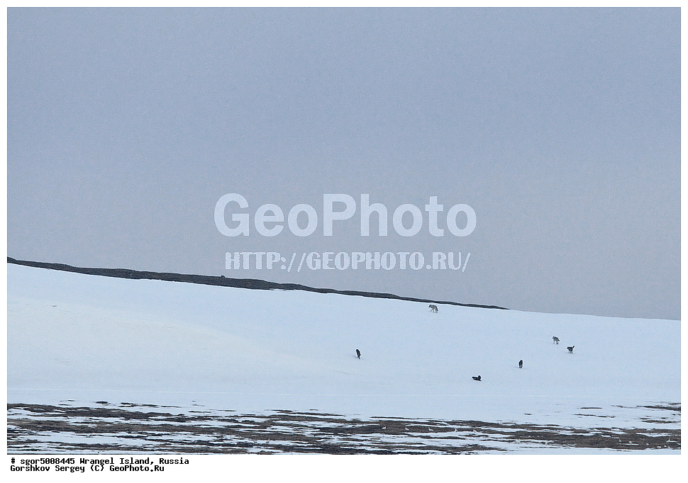  �������, ��������, ���������, �����, ���������, ��������� ���������� �����, ��������� ��, ��������-��������� ����, ��������� ����, �������, ������ ��������, ����������, ��������, ����������, ������, ��������, ��������, �������������, �������������, �����, �����, �������, ������, XYZ, ������, �������, ������, Canidae, ����, ����� ����, ������������ ����, Canis lupus, ������, Anatidae, ����� ����, Anser caerulescens, Chen caerulescens, �������, �����, �����, ��������, �����������, �����������������, ������������� �����, ������������� �����