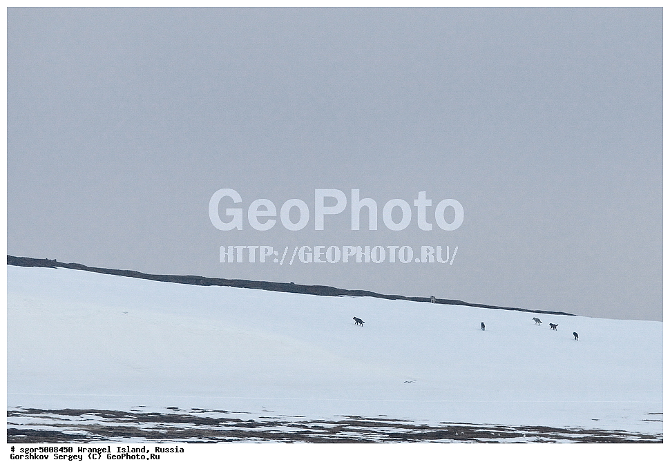  �������, ��������, ���������, �����, ���������, ��������� ���������� �����, ��������� ��, ��������-��������� ����, ��������� ����, �������, ������ ��������, ����������, ��������, ����������, ������, ��������, ��������, �������������, �������������, �����, �����, �������, ������, XYZ, ������, �������, ������, Canidae, ����, ����� ����, ������������ ����, Canis lupus, ������, Anatidae, ����� ����, Anser caerulescens, Chen caerulescens, �������, �����, �����, ��������, �����������, �����������������, ������������� �����, ������������� �����