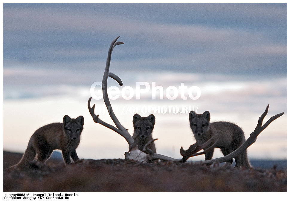 �������, ��������, ���������, �����, ���������, ��������� ���������� �����, ��������� ��, ��������-��������� ����, ��������� ����, �������, ������ ��������, ����������, ��������, ����������, ������, ��������, ��������, �������, ������, �������������, �������������, �����, �����, ������, �������, ������, Canidae, �����, �������� ������, Alopex Lagopus, Vulpes lagopus, �����, �����, �������, ����, �������, ���� �����������, XYZ, ����������� ����