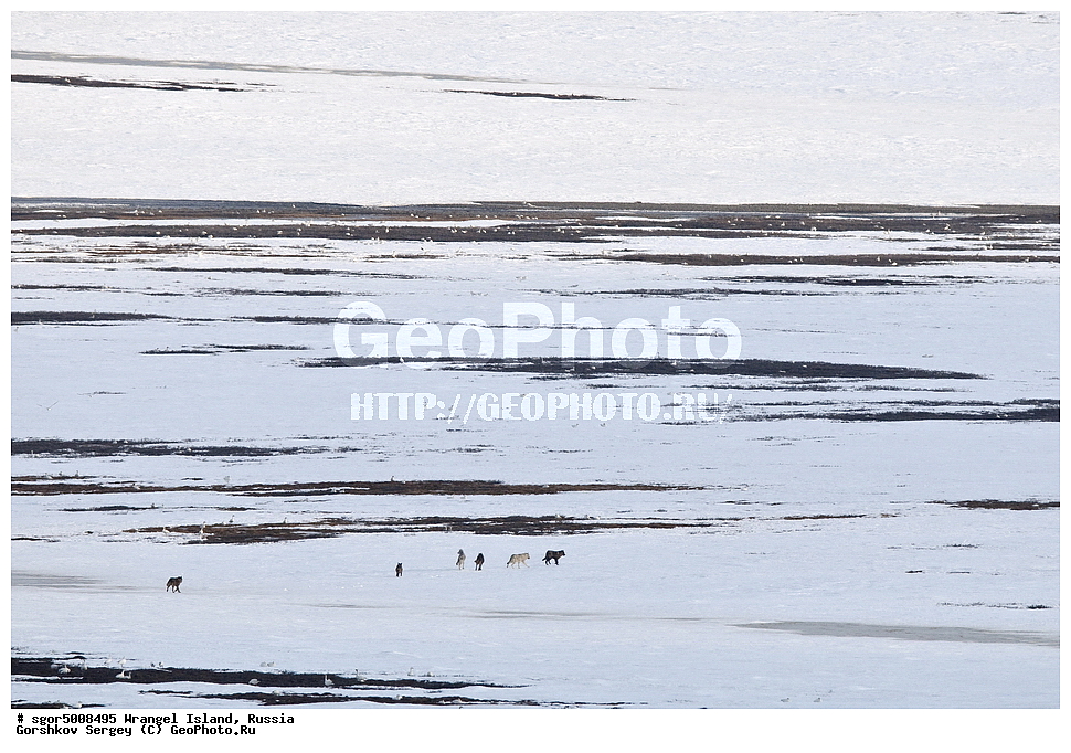  �������, ��������, ���������, �����, ���������, ��������� ���������� �����, ��������� ��, ��������-��������� ����, ��������� ����, �������, ������ ��������, ����������, ��������, ����������, ������, ��������, ��������, �������������, �������������, �����, �����, �������, ������, XYZ, ������, �������, ������, Canidae, ����, ����� ����, ������������ ����, Canis lupus, ������, Anatidae, ����� ����, Anser caerulescens, Chen caerulescens, �������, �����, �����, ��������, �����������, �����������������, ������������� �����, ������������� �����