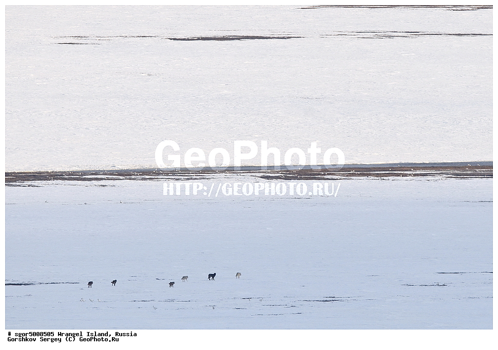  �������, ��������, ���������, �����, ���������, ��������� ���������� �����, ��������� ��, ��������-��������� ����, ��������� ����, �������, ������ ��������, ����������, ��������, ����������, ������, ��������, ��������, �������������, �������������, �����, �����, �������, ������, XYZ, ������, �������, ������, Canidae, ����, ����� ����, ������������ ����, Canis lupus, ������, Anatidae, ����� ����, Anser caerulescens, Chen caerulescens, �������, �����, �����, ��������, �����������, �����������������, ������������� �����, ������������� �����