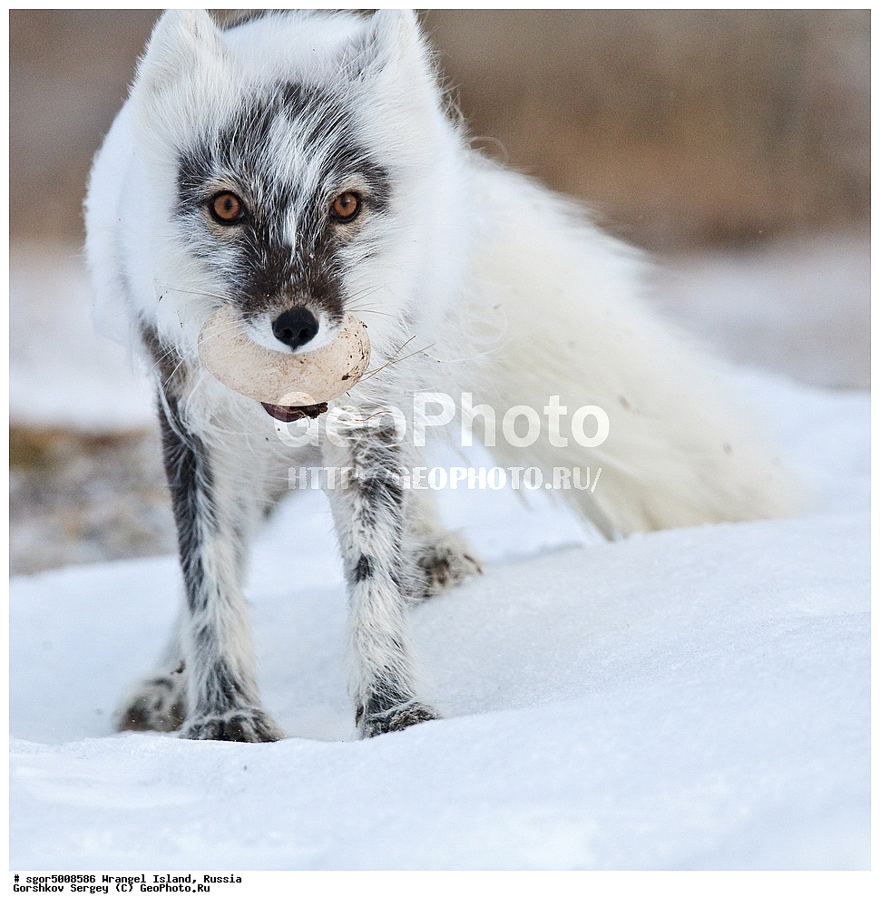 �������, ��������, ���������, �����, ���������, ��������� ���������� �����, ��������� ��, ��������-��������� ����, ��������� ����, �������, ������ ��������, ����������, ��������, ����������, ������, ��������, ��������, �����, �����, ��������, �����������, �����������������, ������������� �����, ������������� �����, XYZ, ������, Anatidae, ����� ����, Anser caerulescens, Chen caerulescens, �������, ������, �������������, �������������, �����, �����, ������, �������, ������, Canidae, �����, �������� ������, Alopex Lagopus, Vulpes lagopus, XYZ, ����������� ����