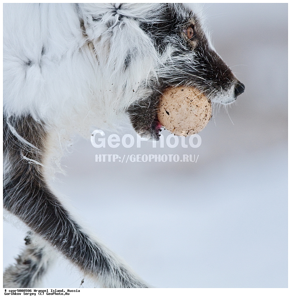 �������, ��������, ���������, �����, ���������, ��������� ���������� �����, ��������� ��, ��������-��������� ����, ��������� ����, �������, ������ ��������, ����������, ��������, ����������, ������, ��������, ��������, �����, �����, ��������, �����������, �����������������, ������������� �����, ������������� �����, XYZ, ������, Anatidae, ����� ����, Anser caerulescens, Chen caerulescens, �������, ������, �������������, �������������, �����, �����, ������, �������, ������, Canidae, �����, �������� ������, Alopex Lagopus, Vulpes lagopus, XYZ, ����������� ����