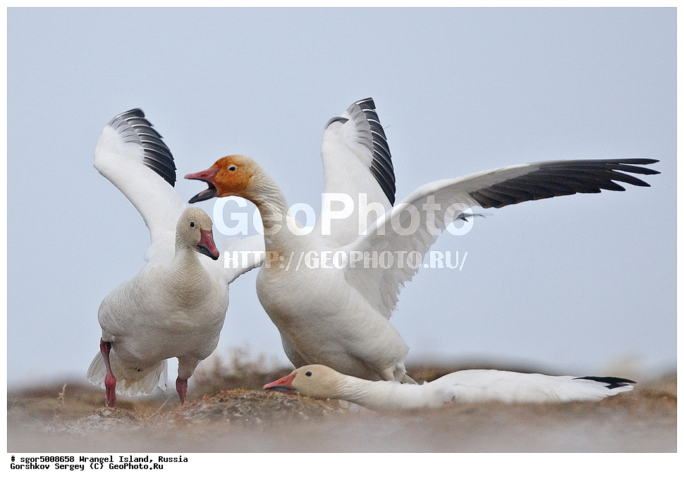 �������, ��������, ���������, �����, ���������, ��������� ���������� �����, ��������� ��, ��������-��������� ����, ��������� ����, �������, ������ ��������, ����������, ��������, ����������, ������, ��������, ��������, �����, �����, ��������, �����������, �����������������, ������������� �����, ������������� �����,, XYZ, ������, Anatidae, ����� ����, Anser caerulescens, Chen caerulescens