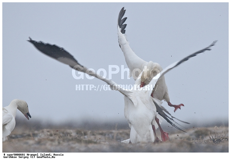 �������, ��������, ���������, �����, ���������, ��������� ���������� �����, ��������� ��, ��������-��������� ����, ��������� ����, �������, ������ ��������, ����������, ��������, ����������, ������, ��������, ��������, �����, �����, ��������, �����������, �����������������, ������������� �����, ������������� �����,, XYZ, ������, Anatidae, ����� ����, Anser caerulescens, Chen caerulescens