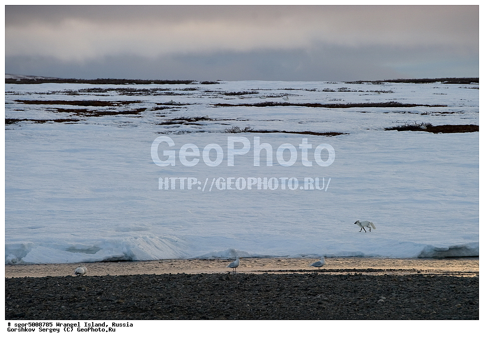 �������, ��������, ���������, �����, ���������, ��������� ���������� �����, ��������� ��, ��������-��������� ����, ��������� ����, �������, ������ ��������, ����������, ��������, ����������, ������, ��������, ��������, �������, ������, �������������, �������������, �����, �����, ������, �������, ������, Canidae, �����, �������� ������, Alopex Lagopus, Vulpes lagopus, ��������, ������, XYZ, ����������� ����