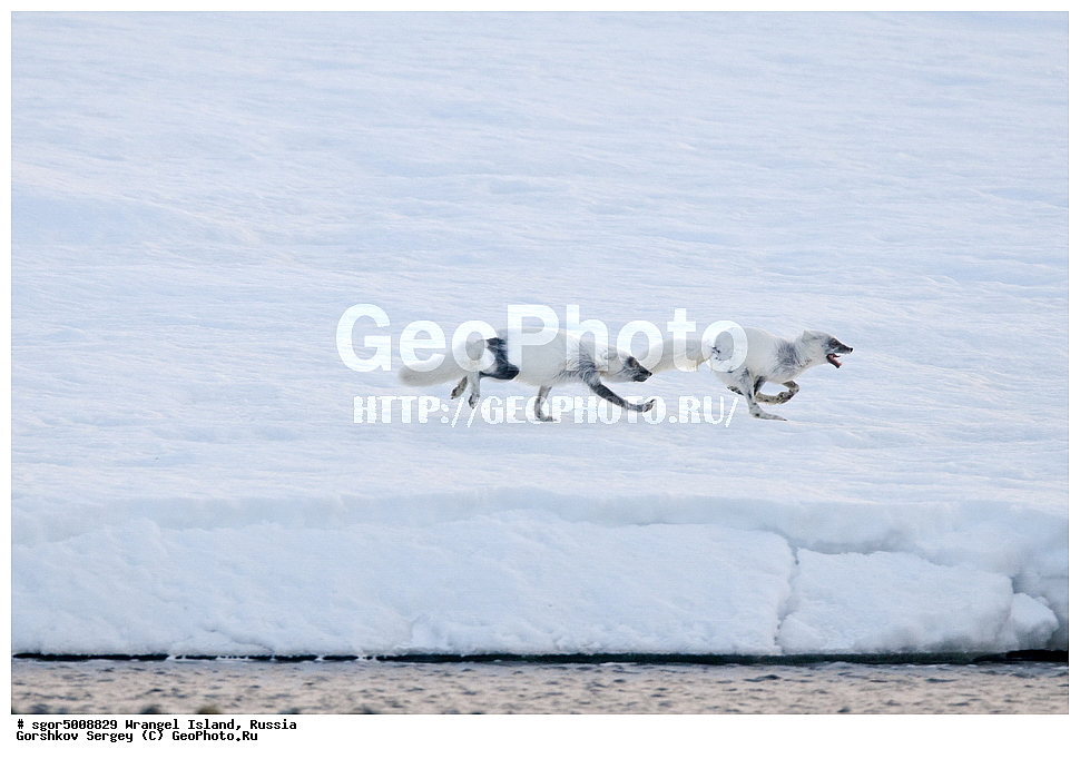 �������, ��������, ���������, �����, ���������, ��������� ���������� �����, ��������� ��, ��������-��������� ����, ��������� ����, �������, ������ ��������, ����������, ��������, ����������, ������, ��������, ��������, �������, ������, �������������, �������������, �����, �����, ������, �������, ������, Canidae, �����, �������� ������, Alopex Lagopus, Vulpes lagopus, ��������, ������, XYZ, ����������� ����