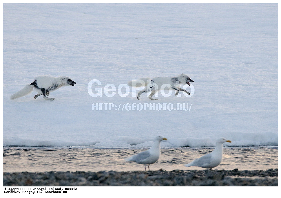 �������, ��������, ���������, �����, ���������, ��������� ���������� �����, ��������� ��, ��������-��������� ����, ��������� ����, �������, ������ ��������, ����������, ��������, ����������, ������, ��������, ��������, �������, ������, �������������, �������������, �����, �����, ������, �������, ������, Canidae, �����, �������� ������, Alopex Lagopus, Vulpes lagopus, ��������, ������, XYZ, ����������� ����