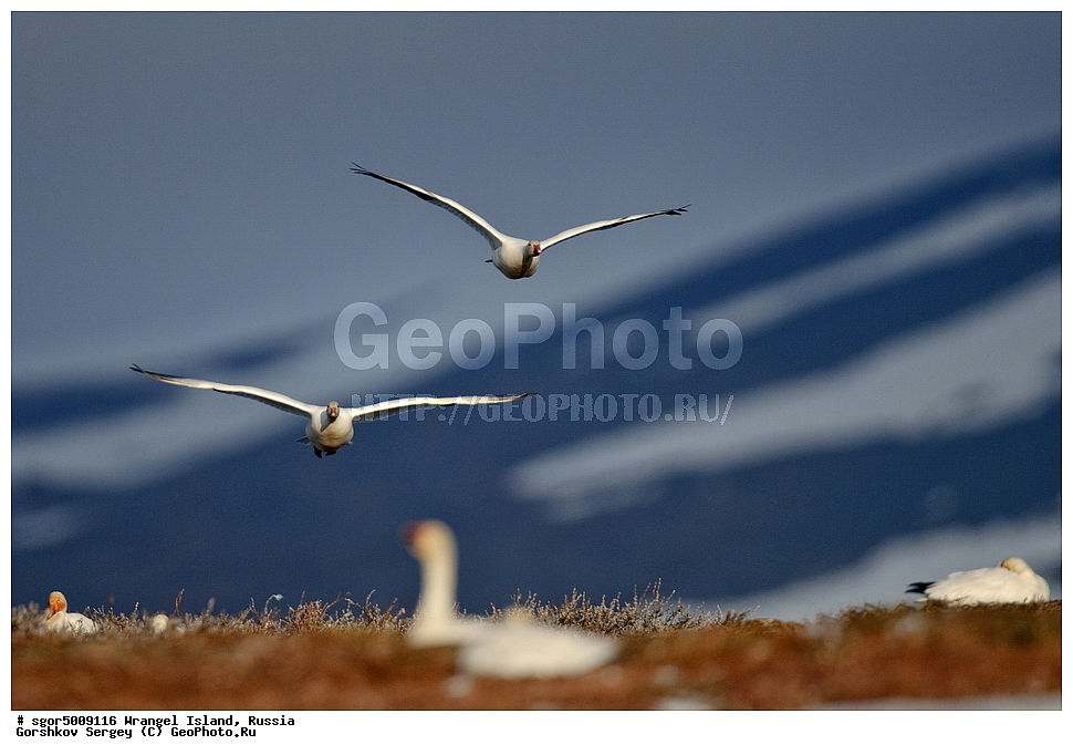 �������, ��������, ���������, �����, ���������, ��������� ���������� �����, ��������� ��, ��������-��������� ����, ��������� ����, �������, ������ ��������, ����������, ��������, ����������, ������, ��������, ��������, �����, �����, ��������, �����������, �����������������, ������������� �����, ������������� �����,, XYZ, ������, Anatidae, ����� ����, Anser caerulescens, Chen caerulescens