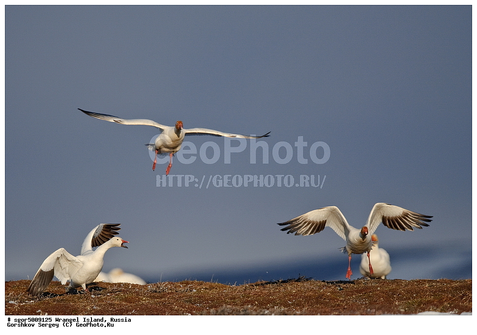 �������, ��������, ���������, �����, ���������, ��������� ���������� �����, ��������� ��, ��������-��������� ����, ��������� ����, �������, ������ ��������, ����������, ��������, ����������, ������, ��������, ��������, �����, �����, ��������, �����������, �����������������, ������������� �����, ������������� �����,, XYZ, ������, Anatidae, ����� ����, Anser caerulescens, Chen caerulescens