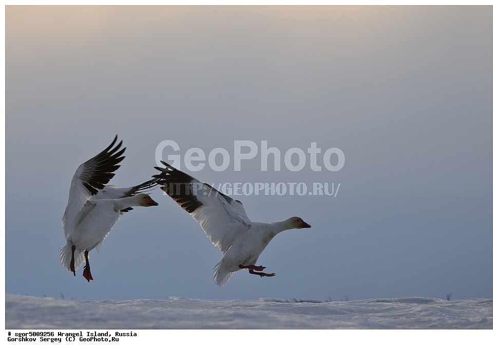 �������, ��������, ���������, �����, ���������, ��������� ���������� �����, ��������� ��, ��������-��������� ����, ��������� ����, �������, ������ ��������, ����������, ��������, ����������, ������, ��������, ��������, �����, �����, ��������, �����������, �����������������, ������������� �����, ������������� �����,, XYZ, ������, Anatidae, ����� ����, Anser caerulescens, Chen caerulescens, �������