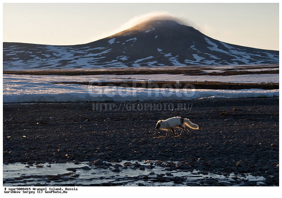 �������, ��������, ���������, �����, ���������, ��������� ���������� �����, ��������� ��, ��������-��������� ����, ��������� ����, �������, ������ ��������, ����������, ��������, ����������, ������, ��������, ��������, �������, ������, �������������, �������������, �����, �����, ������, �������, ������, Canidae, �����, �������� ������, Alopex Lagopus, Vulpes lagopus, ��������, ������, XYZ, ����������� ����