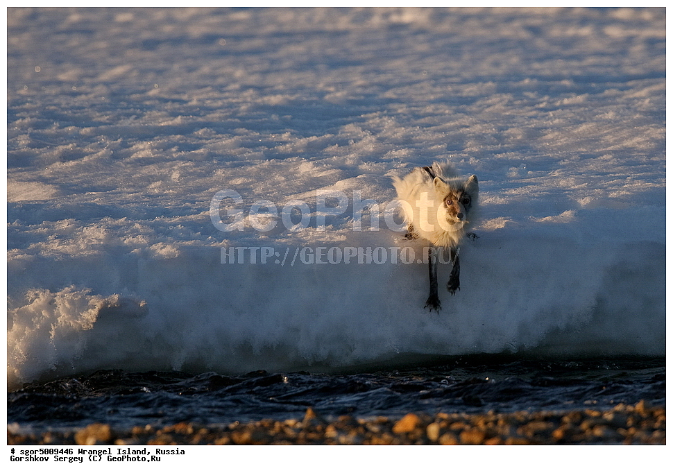 �������, ��������, ���������, �����, ���������, ��������� ���������� �����, ��������� ��, ��������-��������� ����, ��������� ����, �������, ������ ��������, ����������, ��������, ����������, ������, ��������, ��������, �������, ������, �������������, �������������, �����, �����, ������, �������, ������, Canidae, �����, �������� ������, Alopex Lagopus, Vulpes lagopus, ��������, ������, XYZ, ����������� ����