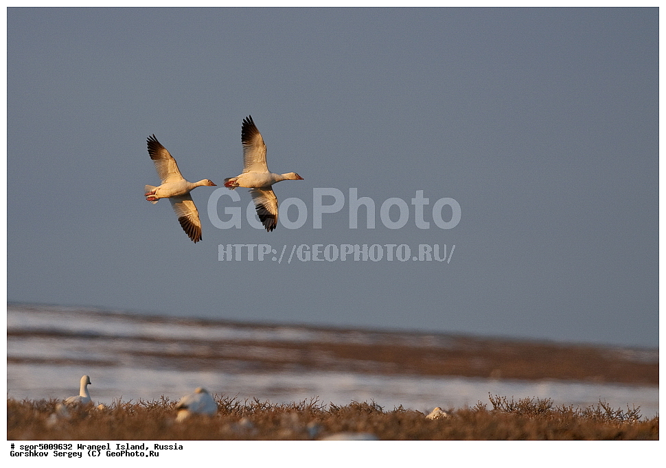 �������, ��������, ���������, �����, ���������, ��������� ���������� �����, ��������� ��, ��������-��������� ����, ��������� ����, �������, ������ ��������, ����������, ��������, ����������, ������, ��������, ��������, �����, �����, ��������, �����������, �����������������, ������������� �����, ������������� �����,, XYZ, ������, Anatidae, ����� ����, Anser caerulescens, Chen caerulescens