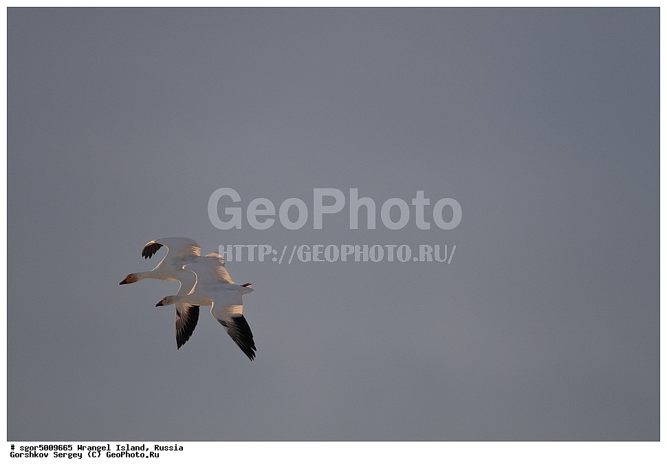 �������, ��������, ���������, �����, ���������, ��������� ���������� �����, ��������� ��, ��������-��������� ����, ��������� ����, �������, ������ ��������, ����������, ��������, ����������, ������, ��������, ��������, �����, �����, ��������, �����������, �����������������, ������������� �����, ������������� �����,, XYZ, ������, Anatidae, ����� ����, Anser caerulescens, Chen caerulescens