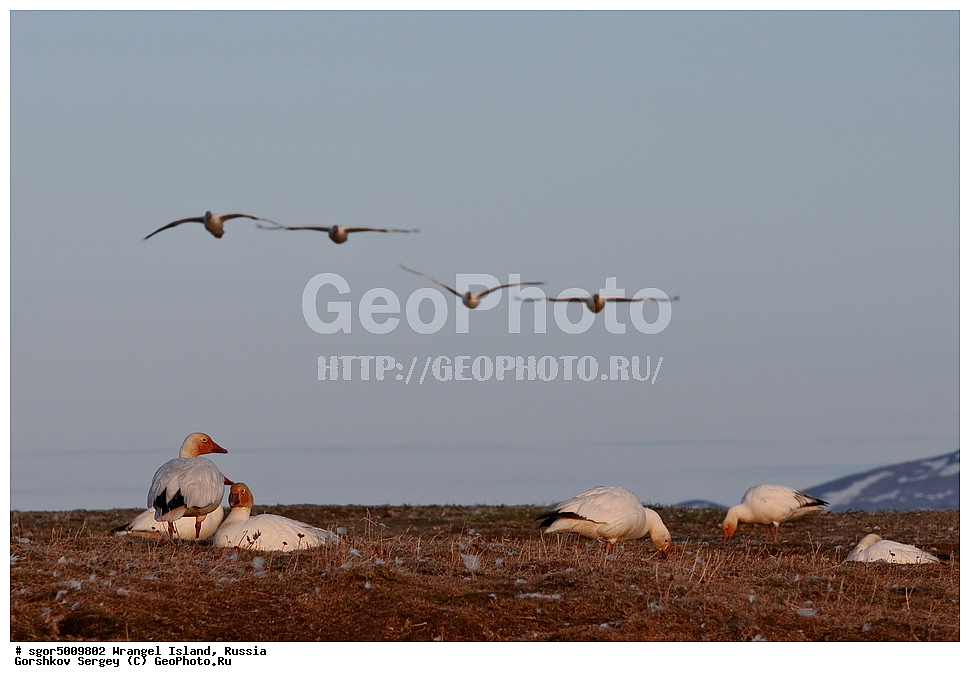 �������, ��������, ���������, �����, ���������, ��������� ���������� �����, ��������� ��, ��������-��������� ����, ��������� ����, �������, ������ ��������, ����������, ��������, ����������, ������, ��������, ��������, �����, �����, ��������, �����������, �����������������, ������������� �����, ������������� �����,, XYZ, ������, Anatidae, ����� ����, Anser caerulescens, Chen caerulescens