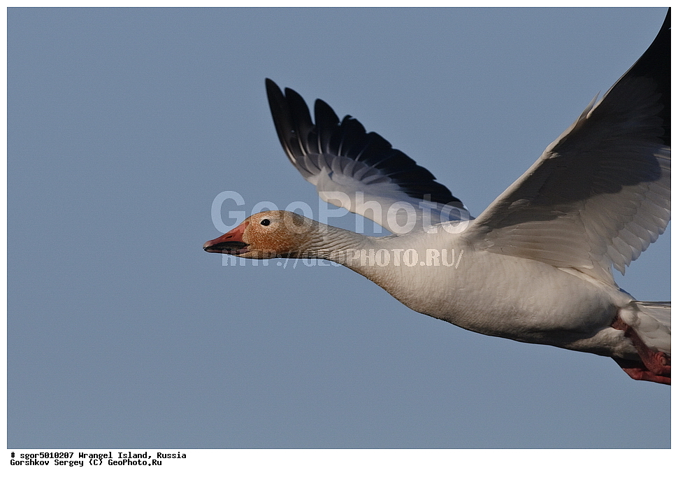 �������, ��������, ���������, �����, ���������, ��������� ���������� �����, ��������� ��, ��������-��������� ����, ��������� ����, �������, ������ ��������, ����������, ��������, ����������, ������, ��������, ��������, �����, �����, ��������, �����������, �����������������, ������������� �����, ������������� �����,, XYZ, ������, Anatidae, ����� ����, Anser caerulescens, Chen caerulescens