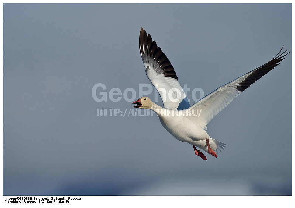 �������, ��������, ���������, �����, ���������, ��������� ���������� �����, ��������� ��, ��������-��������� ����, ��������� ����, �������, ������ ��������, ����������, ��������, ����������, ������, ��������, ��������, �����, �����, ��������, �����������, �����������������, ������������� �����, ������������� �����,, XYZ, ������, Anatidae, ����� ����, Anser caerulescens, Chen caerulescens