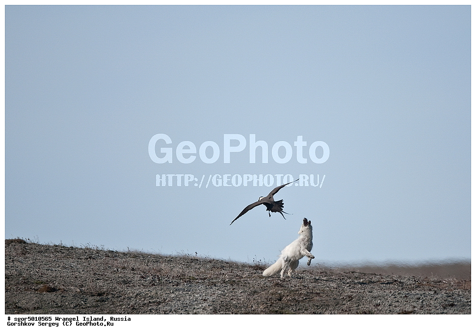 �������, ��������, ���������, �����, ���������, ��������� ���������� �����, ��������� ��, ��������-��������� ����, ��������� ����, �������, ������ ��������, ����������, ��������, ����������, ������, ��������, ��������, �������, ������, �������������, �������������, �����, �����, XYZ, ������, �������, ������, Canidae, �����, �������� ������, Alopex Lagopus, Vulpes lagopus, ��������, �����, �����, ��������, �����������, ������������, Stercorariidae, ������������� ��������, Stercorarius longicaudus, ����������� ����